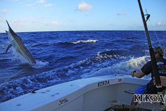 kekoa 650lb black marlin