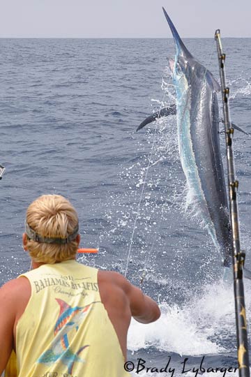 grander black marlin