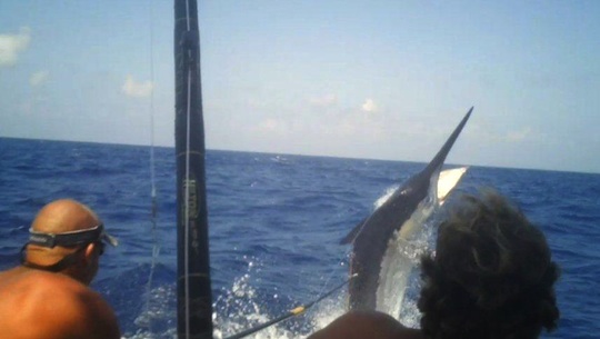 black marlin 1100