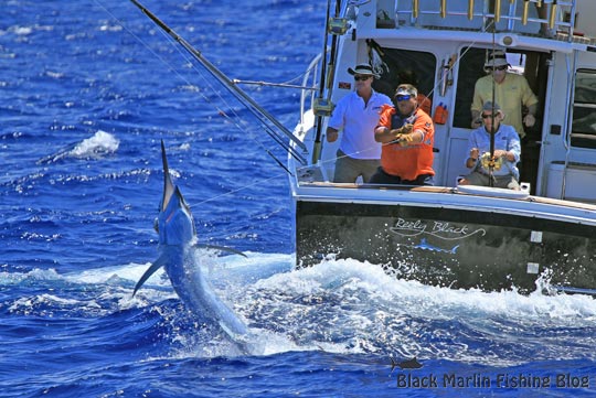 Black marlin on reely black