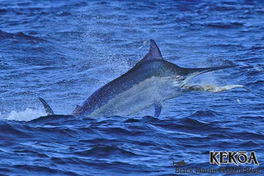 800lb black marlin