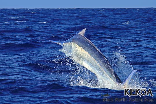 Kekoa black marlin