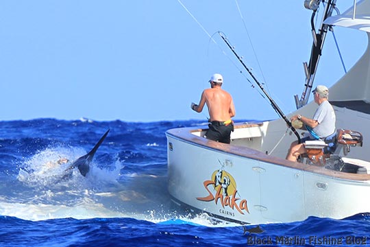 shaka black marlin