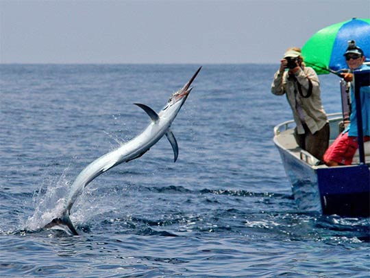 black marlin