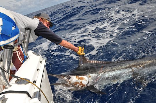 coffs harbour blue marlin