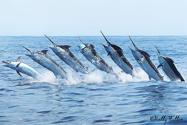 black marlin jump sequence