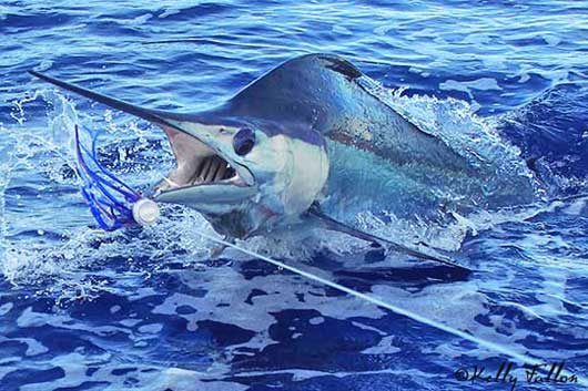 Blue marlin on board Kekoa with Capt. Luke Fallon