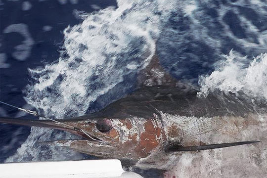 Blue marlin released on Reel Chase out of Cairns