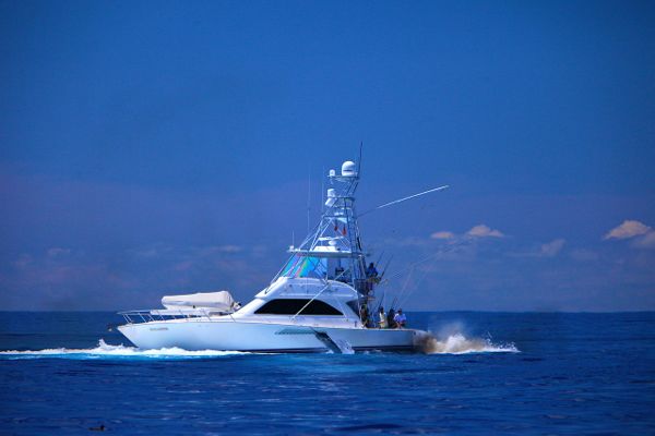 marlin on diversion at port stephens