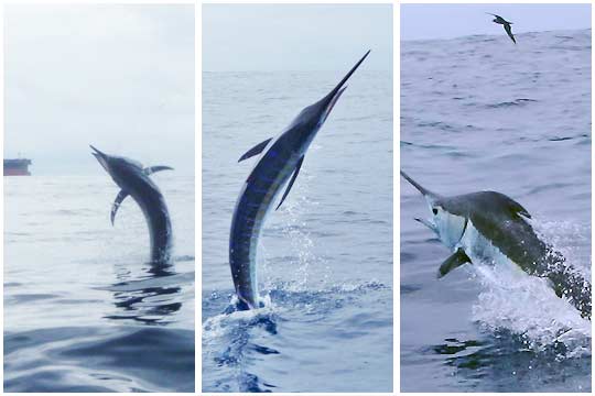 Marlin grand slam caught on Flying Fisher 1 at Port Stephens Feb 3