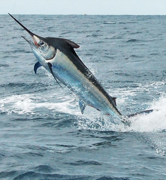 tonlu ii marlin