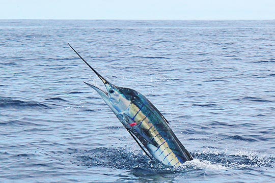 sailfish