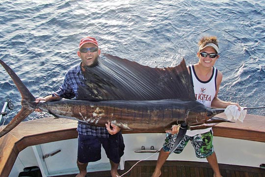 sailfish on square bear