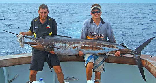 Sailfish on square bear