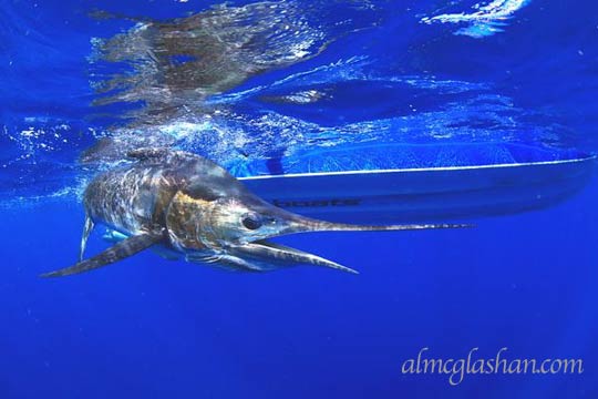 almcglashan.com marlin photos