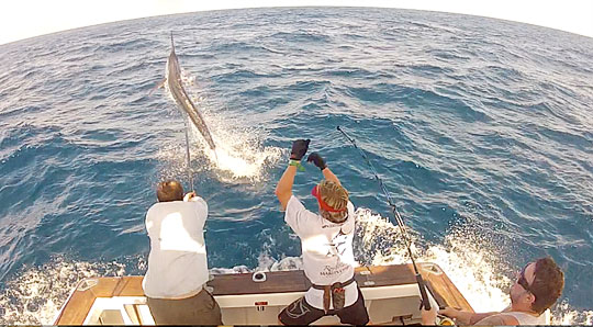 Flying Fisher black marlin