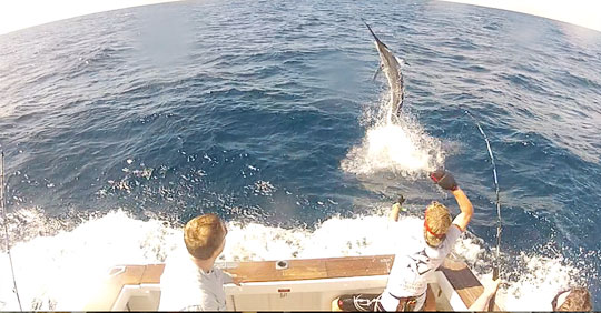 Jay on the leader of a black marlin on Flying Fisher