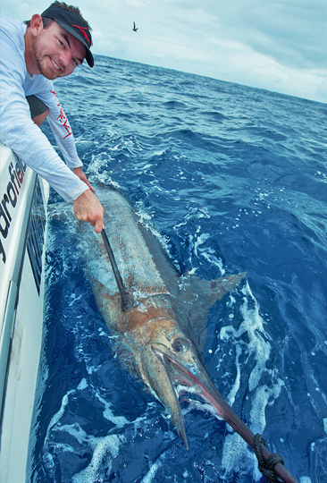 larva lures blue marlin