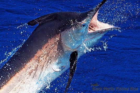 Port Stephens Black Marlin