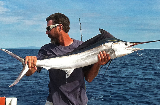 baby black marlin at Cape Bowling Green off Townsville