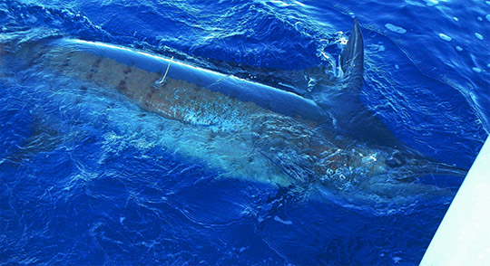 blue marlin off Cape Moreton on LUNA