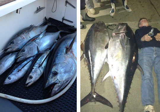 bluefin tunu at Bermagui on the Ultimate