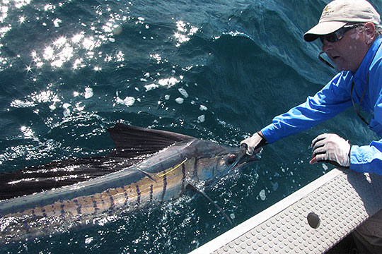 sailfish on fly in weipa