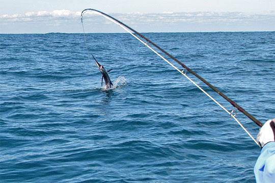 sailfish on fly in weipa