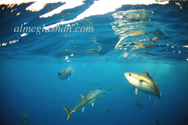 al mcglashan underwater SBT shots