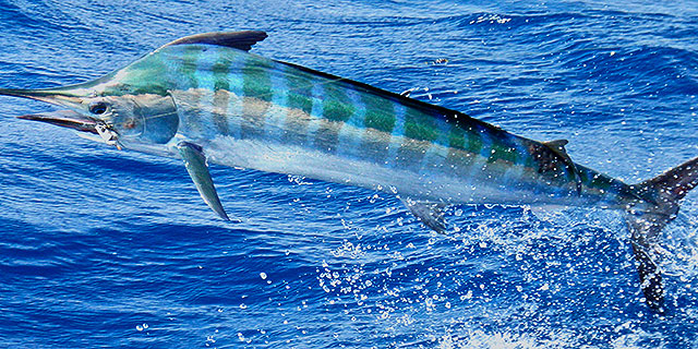 Townsville black marlin