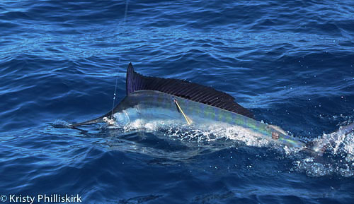 black marlin at Lucinda