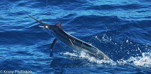 black marlin at Lucinda