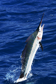 black marlin at cape bowling green