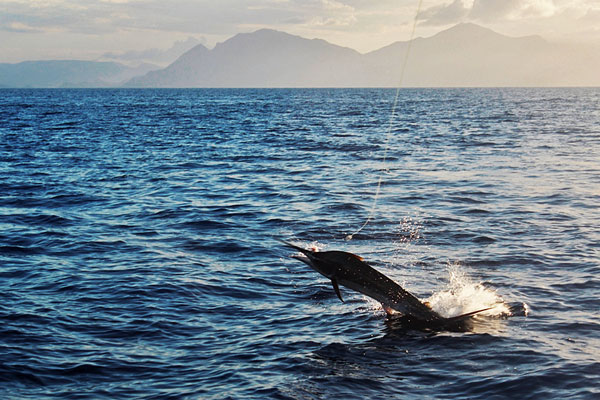 black marlin off Hinchinbrook