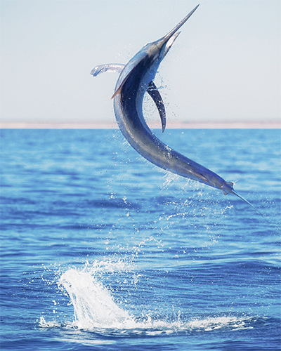 marlin off broome