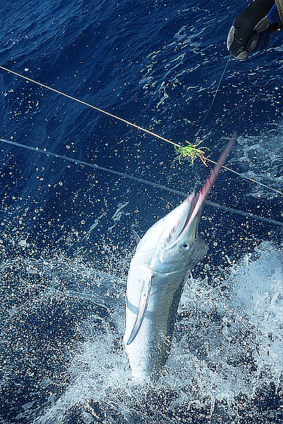 black marlin photo