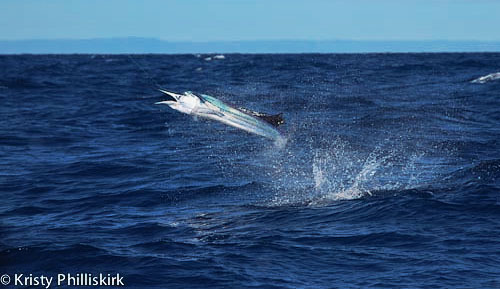 sailfish at Lucinda