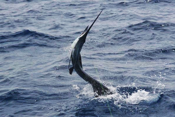 sailfish on think big