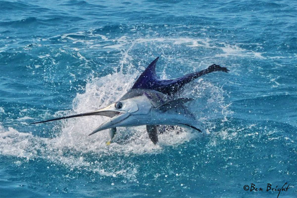 weipa sailfish - photo ben bright