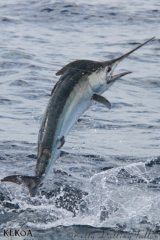 double header black marlin