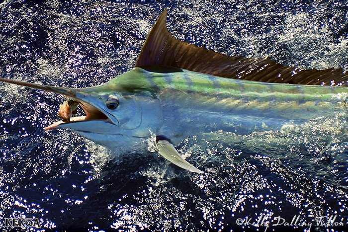 small black marlin caught on KEKOA