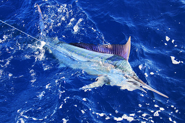 marlin