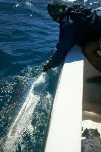 first marlin on ranga for Ashley and Ted