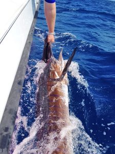 sailfish