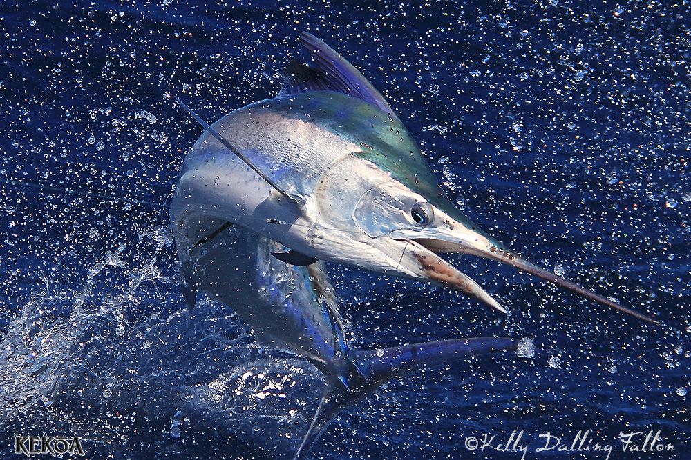 black marlin on KEKOA