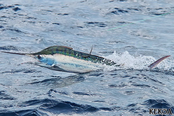 black marlin