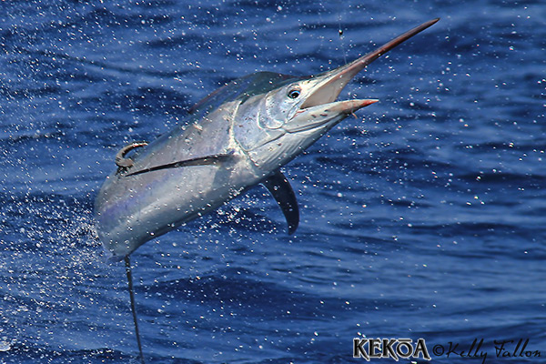 black marlin on KEKOA