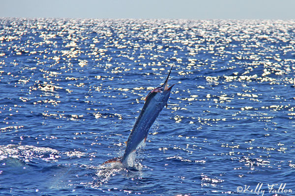 black marlin for capt. luke fallon on CJIG