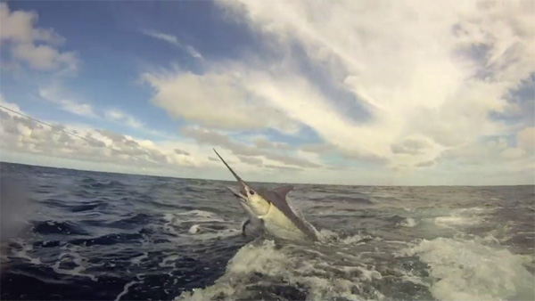 iona black marlin