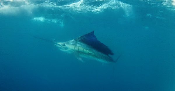 Iona sailfish underwater from Rhino